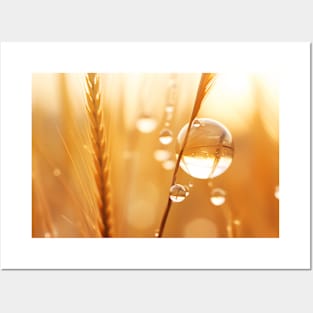 Wheat Water Drop Nature Serene Tranquil Posters and Art